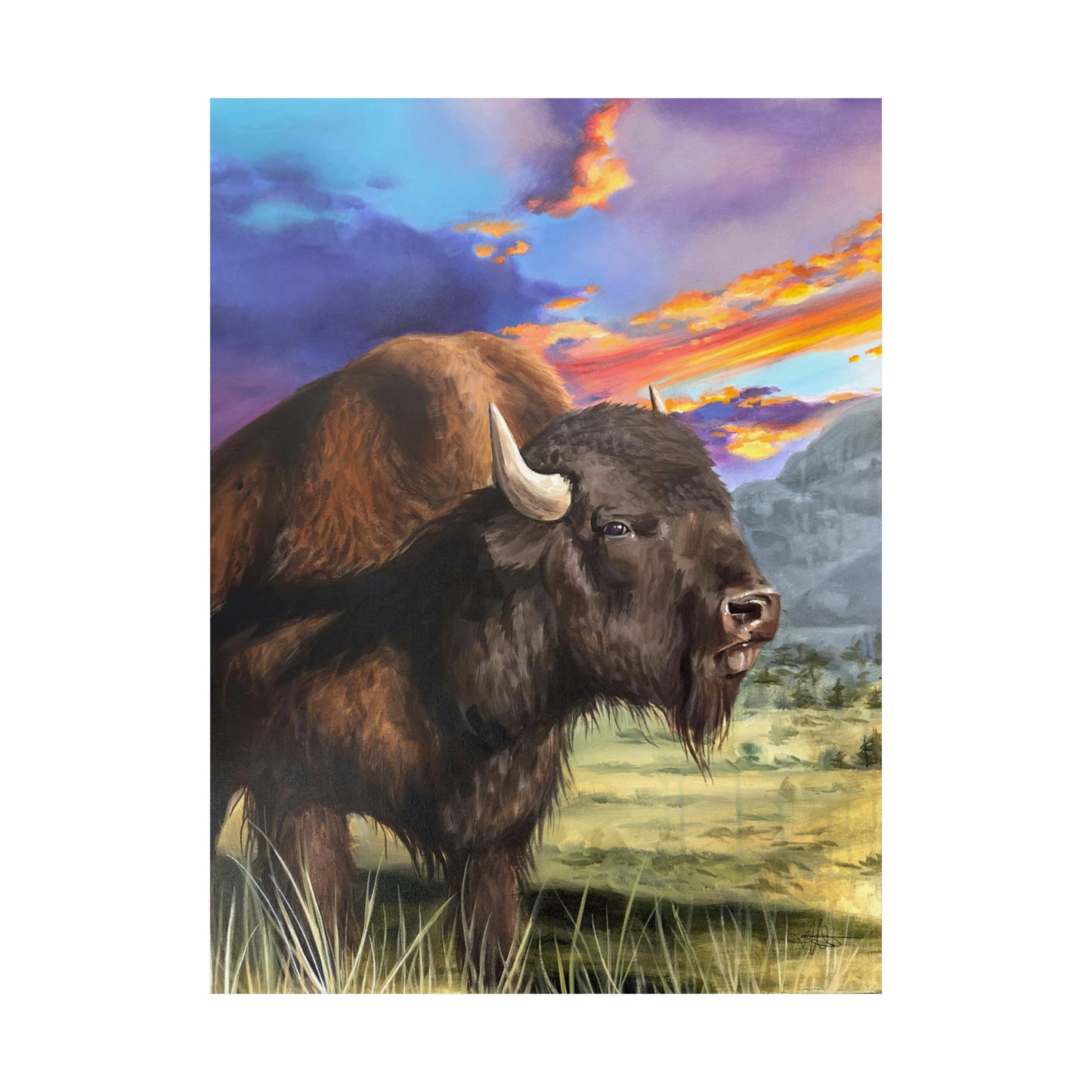 Bison Matte Poster