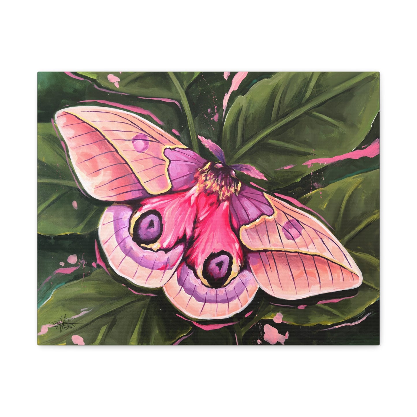 Pink Moth Canvas Gallery Wrap