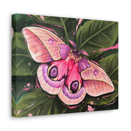 Pink Moth Canvas Gallery Wrap