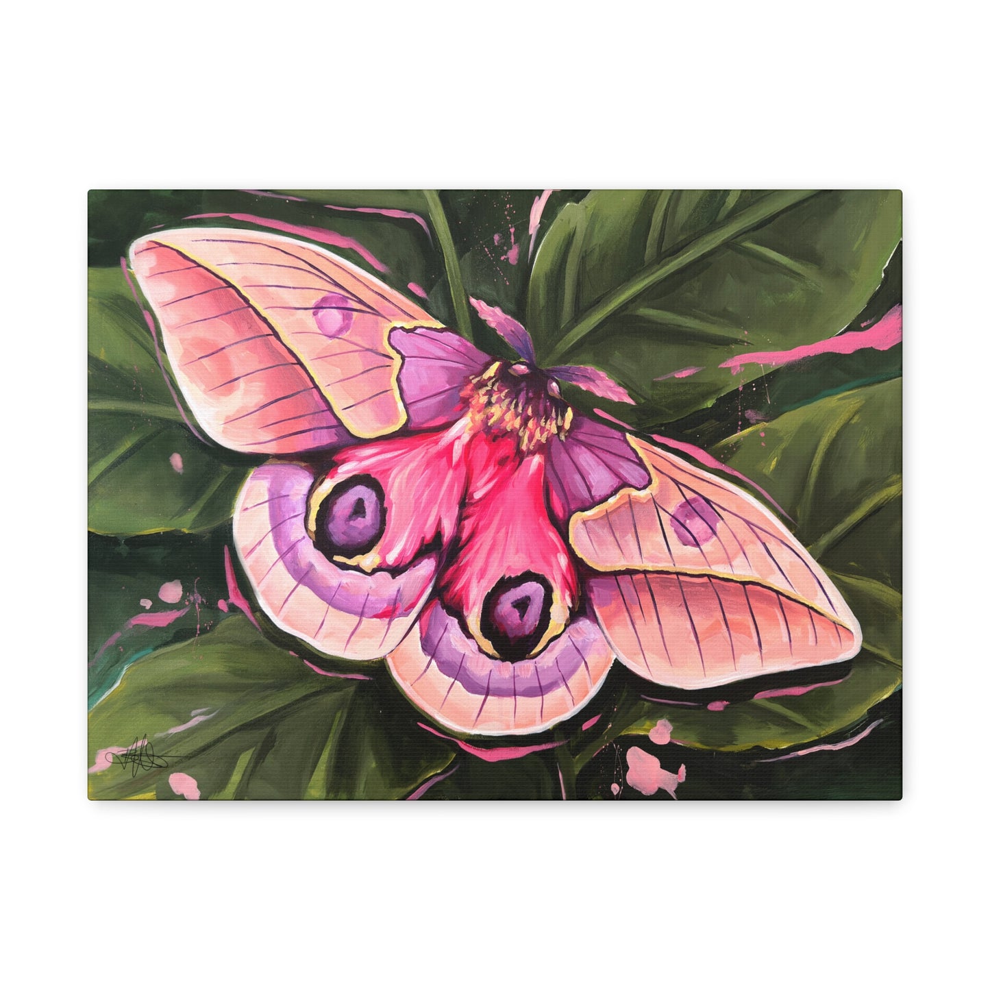 Pink Moth Canvas Gallery Wrap