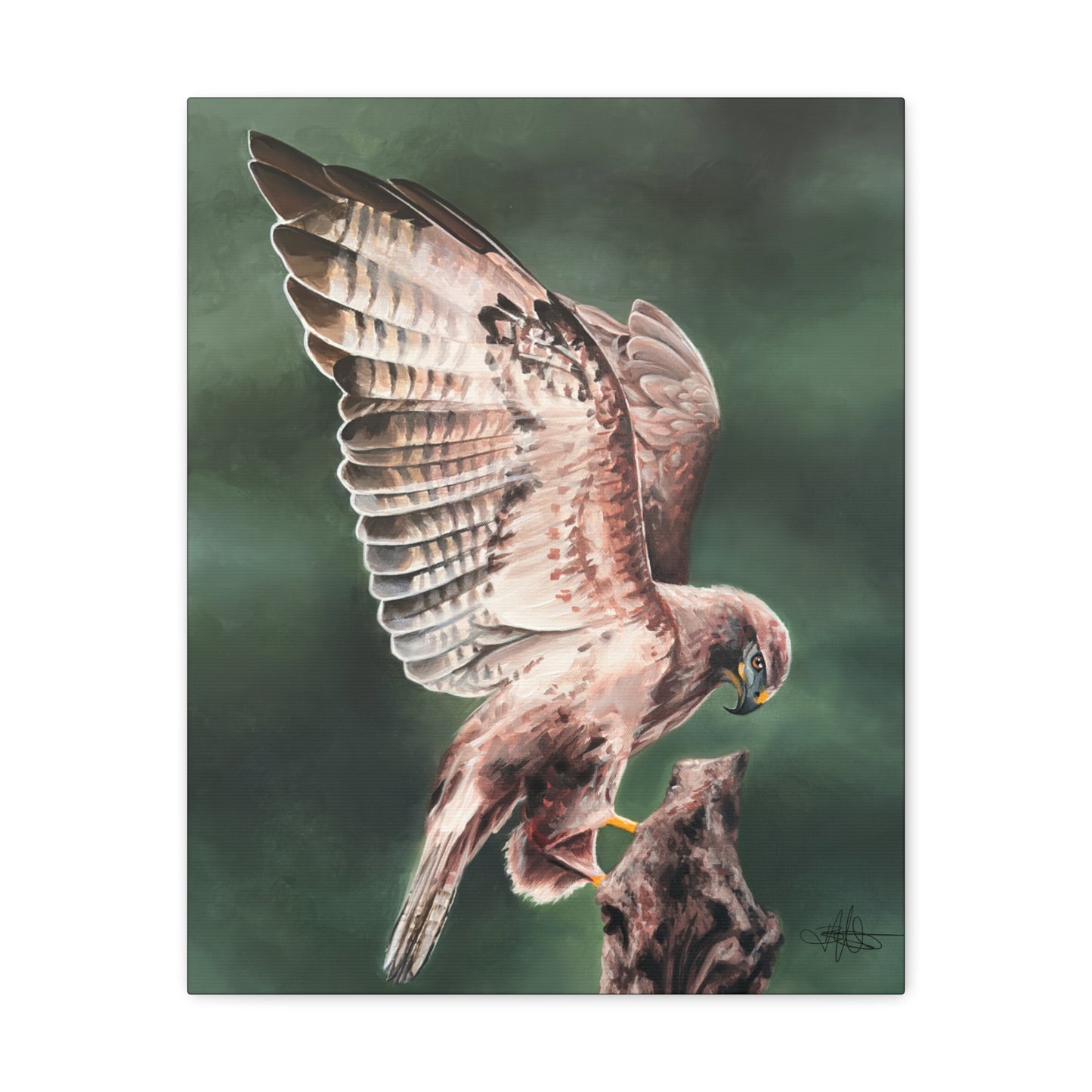 Hawk Canvas Gallery Wrap