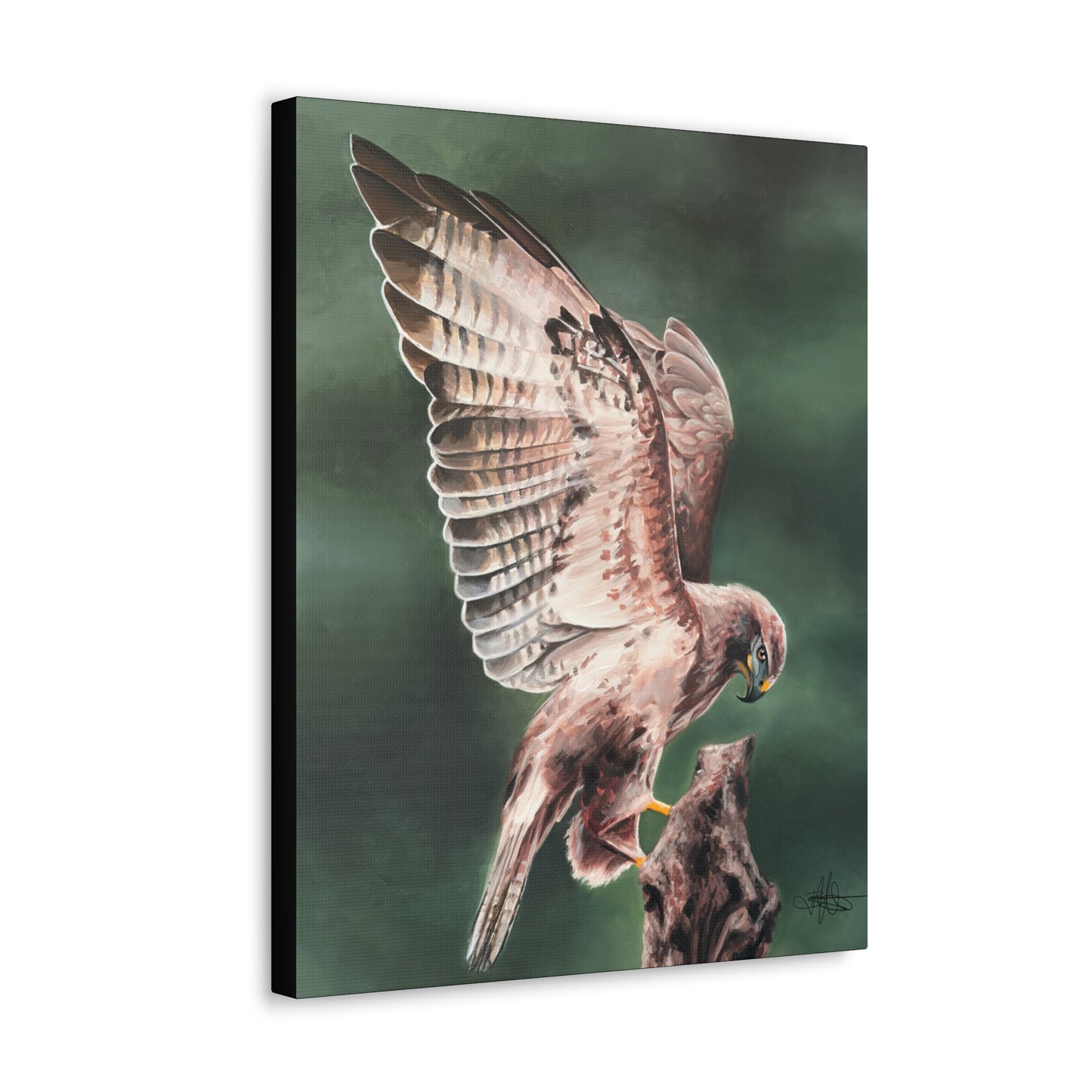 Hawk Canvas Gallery Wrap