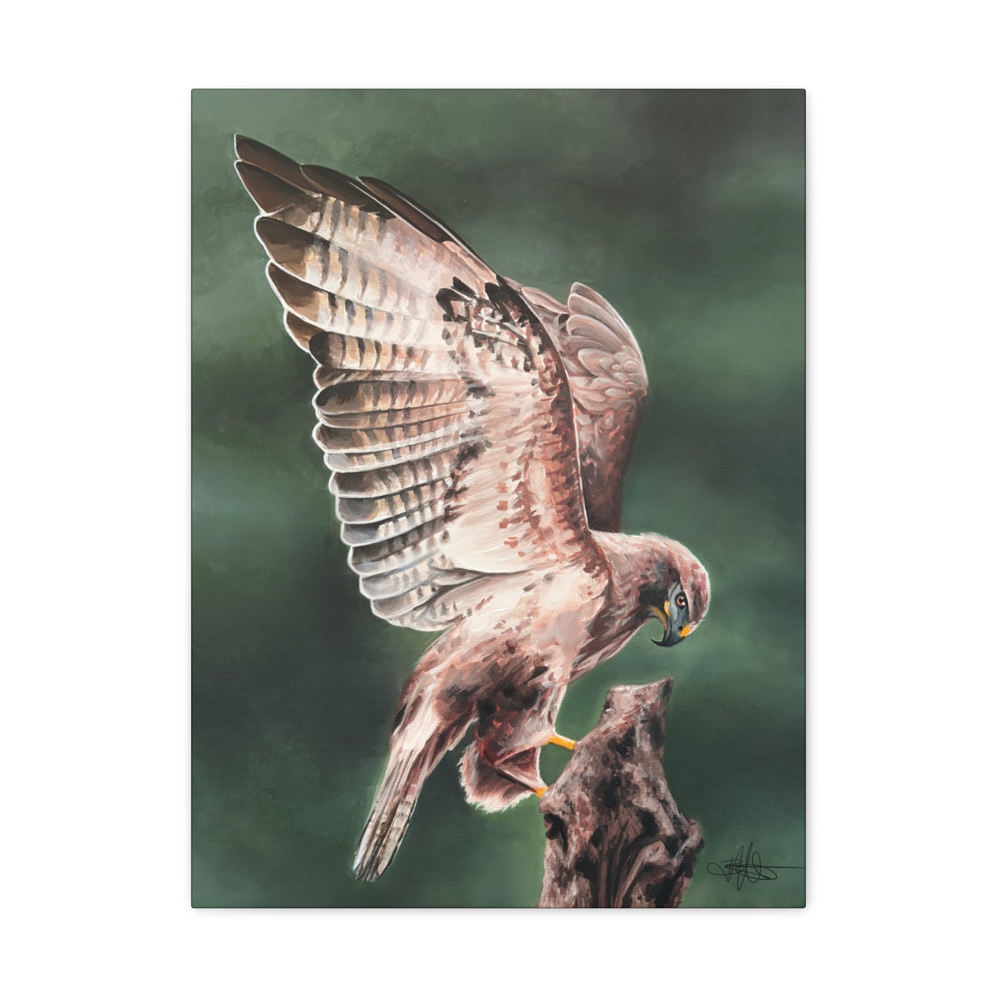 Hawk Canvas Gallery Wrap