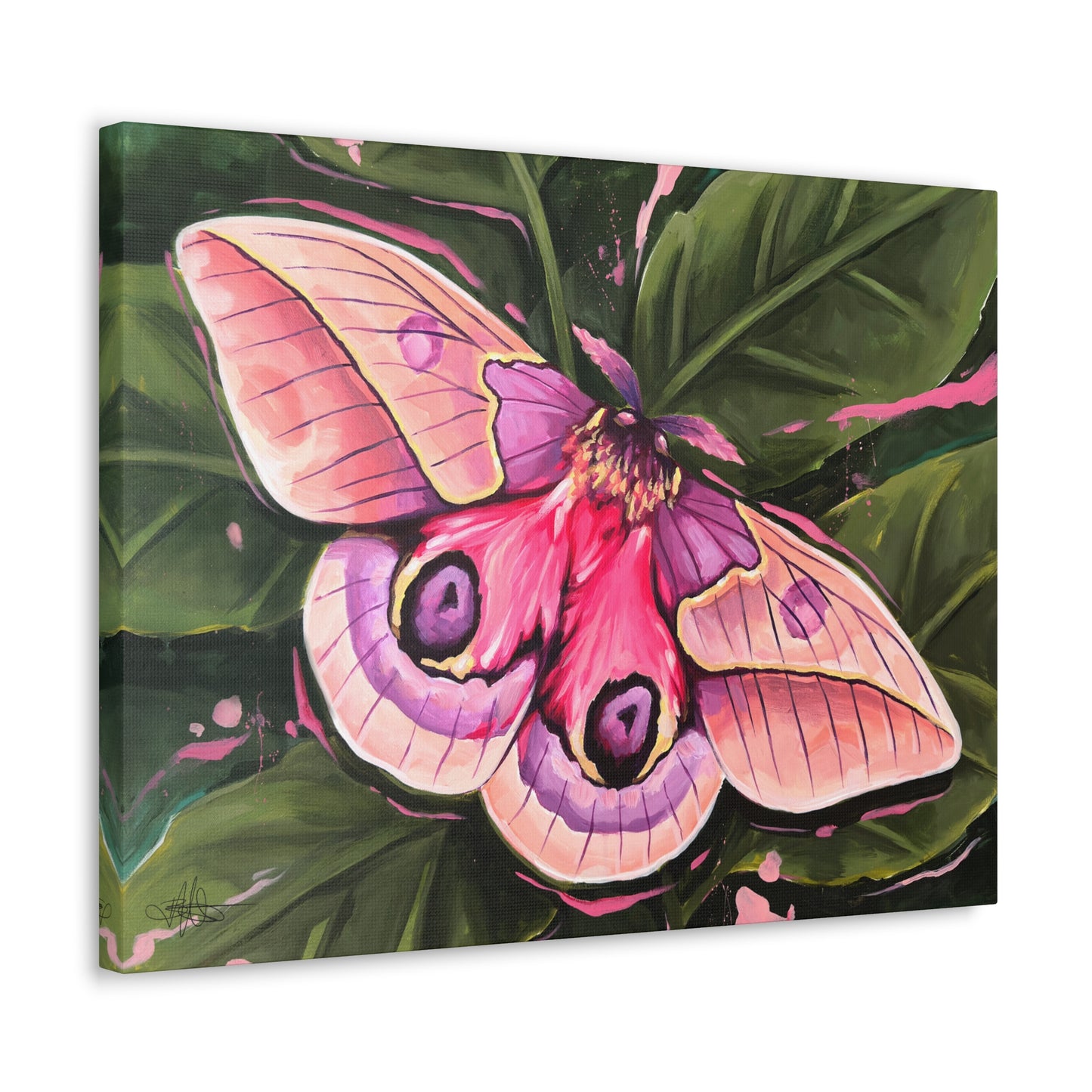 Pink Moth Canvas Gallery Wrap