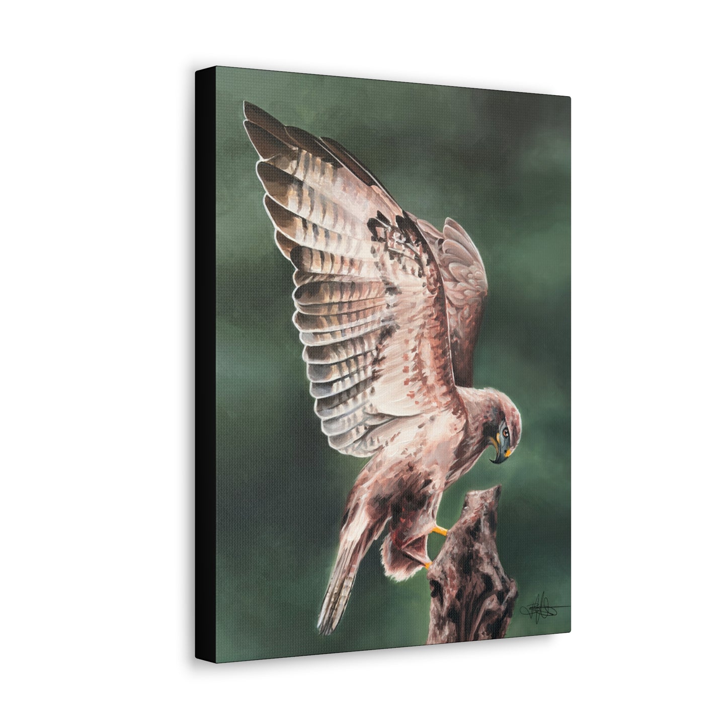 Hawk Canvas Gallery Wrap