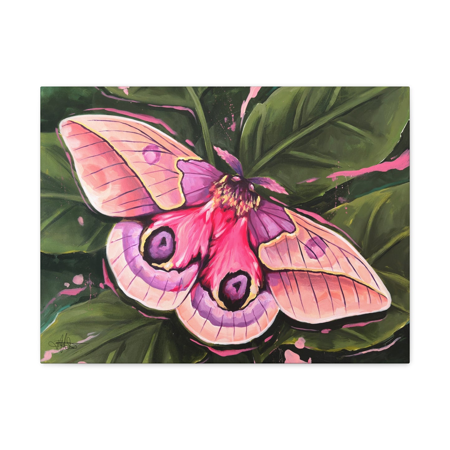 Pink Moth Canvas Gallery Wrap